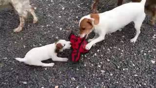 Chien Chiot qui aboie Baby Jack Russel VS Mother Jack Russel amp Duck [upl. by Mendel575]