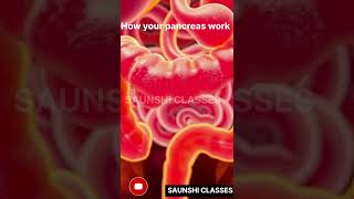 HOW YOUR PANCREAS WORK 💥💥PANCREATIC FUNCTION [upl. by Warga]