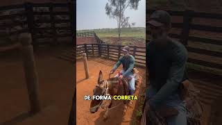 Quebrando a Nuca de Burro O Segredo para um Controle Total escolademuladeiros fazenda [upl. by Araht]