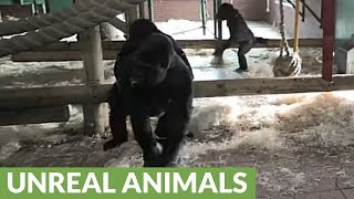 Silverback Gorilla breaks up vicious fight between females [upl. by Jorgenson]