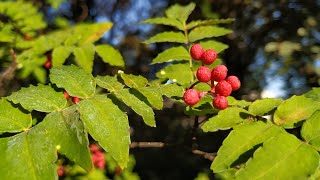 Crazy Sichuan Pepper  the drug for your tongue Zanthoxylum piperitum [upl. by Paley121]