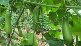 Harvesting winter melon  Winter melon growing [upl. by Kcaj683]