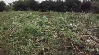 Giant hogweed removal [upl. by Sjoberg]