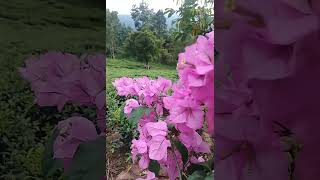 Bougainvillea spectabilis relaxingsound nature shortvideo garden ❤️😌 [upl. by Bethel981]