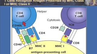 T Cell Activation and Control [upl. by Ydniahs]