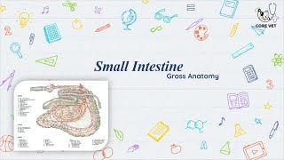 Anatomical Description Of Small Intestine Ruminants  Splanchnology  Veterinary Anatomy [upl. by Eelirol358]