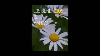 planta medicinal manzanilla [upl. by Nicol242]