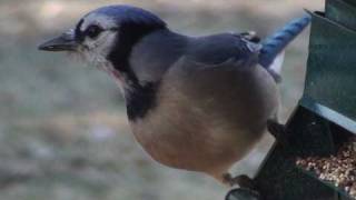 Blue Jay  HD MiniDocumentary [upl. by Analahs666]