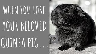 Guinea Pig Death Causes Funeral amp How To Deal With The Loss [upl. by Danny]