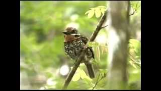 Natuurreservaten van Suriname  Coesewijne [upl. by Eardna]