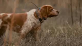 Epagneul Breton French Brittanys and Labrador Retrievers of Lost Highway Gundog Kennels [upl. by Anaiv562]