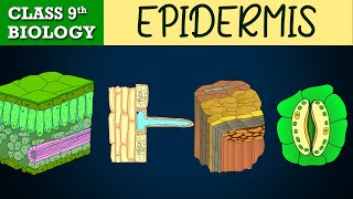 Tissues part3 Animated  EPIDERMIS  CBSE CLASS 9  Biology Chapter6  NCERT Science [upl. by Sahpec]