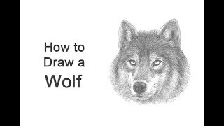 How to Draw a Wolf Head Detail [upl. by Dang]