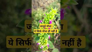 1 paudha khol dega band kismat  apamarga plant benefits in hindi  eske Ke Fayde [upl. by Hawthorn]