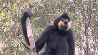 Gibbons singen 2 [upl. by Giarg]