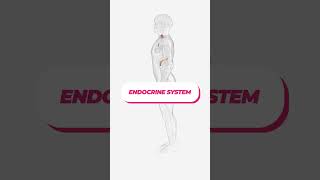 Endocrine System explained [upl. by Hettie254]