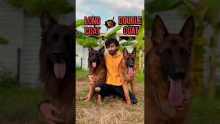 Long coat Vs double coat German shepherd  German shepherd long coat  German shepherd double coat [upl. by Low]