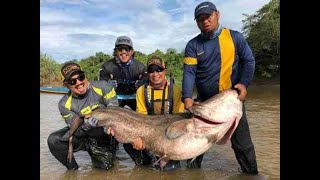 TAPAH GERGASI MULU SARAWAK 56KG [upl. by Niraj465]