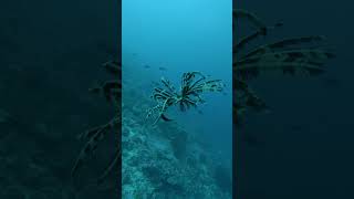 Crinoid Swims to Change Its Location [upl. by Rutter]