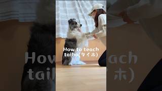 【中級トリック】taihoタイホ クリッカーを使用した教え方 犬ボーダーコリー しつけクリッカー犬芸dogbordercollietricks [upl. by Nnaeus]