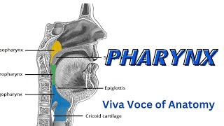 Pharynx 1  Introduction and NasoPharynx  Parts  Relations  Applied Anatomy [upl. by Weinstein466]