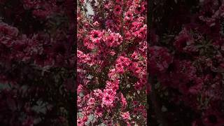 Leptospermum scoparium  Manuka Tea Tree ‘Gaiety Girl’ teatree leptospermum manuka [upl. by Adnwahsal114]