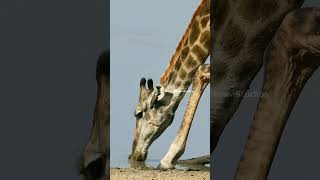 Giraffe With Oxpecker Birds Drinking Water Wincent GHqL2 wildlife nature giraffe [upl. by Cornwell]