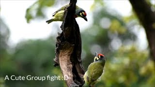 Coppersmith barbet Natures Beautiful Creation Anushaktinagar Mumbai HD [upl. by Ahsiekin710]