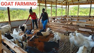 How To SUCCEED In GOAT Farming Business With Low Investment [upl. by Travus]