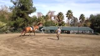 Starting canter on the lunge [upl. by Merril]