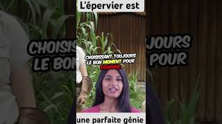 La technique de lépervier à attraper ses proies animaux 😯 animals [upl. by Remas]