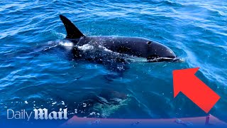 Moment killer whale attacks sailboat off coast of Spain [upl. by Lauraine]