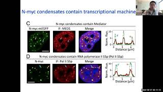 Oncoprotein transcription factor MYC undergoes phase separation that differentially modulates the [upl. by Nyletac]