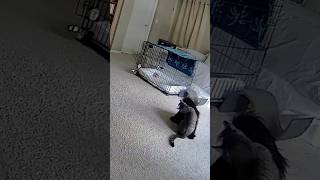 Petcam of dog submitting to cat [upl. by Fransisco]