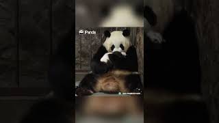 Clips Of Panda Baby And Mom In Every Step Of The Childhood  iPanda shorts [upl. by Mcneely]