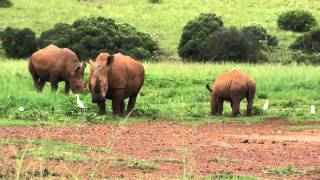 Rhino and Lion Nature Reserve  South Africa [upl. by Akerdal]