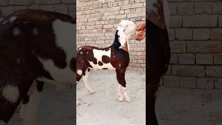 Beutiful ablak male goat goatfarminindia animals indiangoatfarm [upl. by Sellihca]