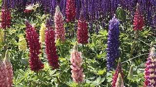 Faire refleurir lupins et delphiniums [upl. by Jareb123]