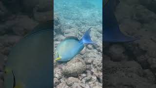 Group of surgeonfish fish snorkeling hawaii oahu hanaumabay travel [upl. by Anirahs]