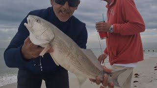 cosi e la pesca oggi ho usato shriimp gamberi blue crab granchio e pulce gigante per pescare [upl. by Teufert915]