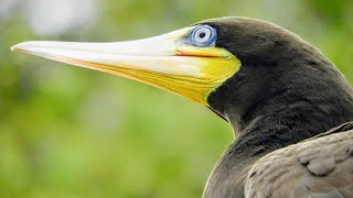 Atobápardo  Sula leucogaster 🙂 [upl. by Joub]