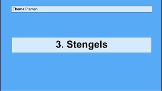Basisstof 3 Stengels [upl. by Eustache488]
