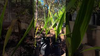 Washingtonia filifera seedlings for sale We ship nationally flat rate shorts ytshorts [upl. by Greta15]