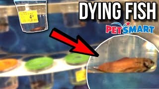 These BETTA FISH are DYING AT PETSMART PETSMART VLOG [upl. by Yvon]