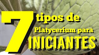 7 chifres de veado diferentes para iniciantes [upl. by Nortyad]