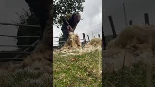 Shearing with new cordless handpiece sheephusbandry wool wool [upl. by Starling]