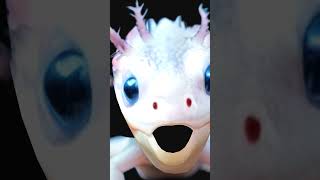 This is the axolotl song [upl. by Essenaj]