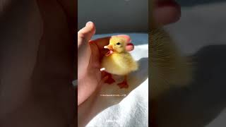 Rescue Baby Duck 😍 [upl. by Cordelia]