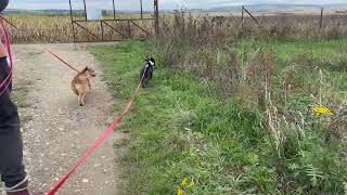 Wandelen met Dandelion en Juniper [upl. by Eirrok497]