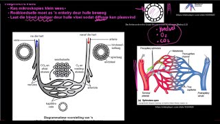 Graad 10 Lewenswetenskappe Menslike Vervoerstelsel DEEL 4 Bloedvate [upl. by Aneleve890]
